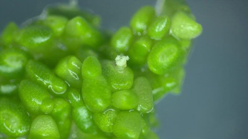 Image of high-yield oil-producing duckweed