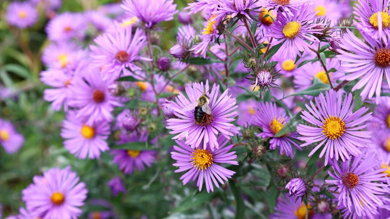 photo of New England Asters